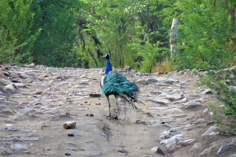 ranthambhore peacock 1