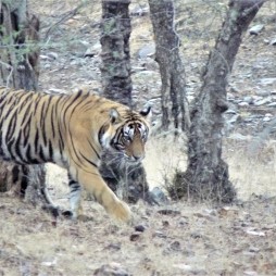 tigers in india
