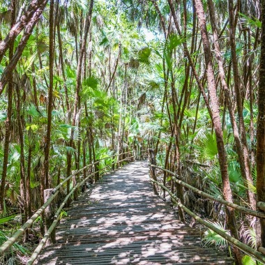 belize rainforest bacab jungle park walkway