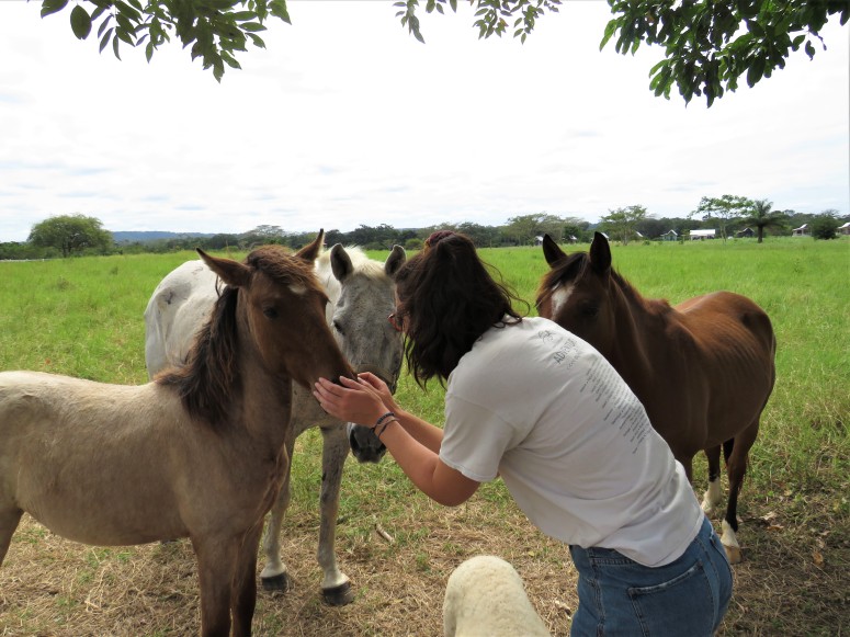 Belize San Ignacio Carmelita Gardens Horses 6